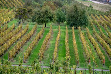 Nittel, Rhineland-Palatinate, Almanya çevresindeki teraslı üzüm bağları ve sonbaharda Grevenmacher yakınlarındaki Lüksemburg 'un üzüm bağı tepelerindeki Moselle Nehri manzarası