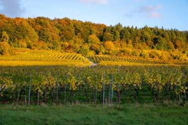 Nittel, Rhineland-Palatinate, Almanya çevresindeki teraslı üzüm bağlarının panoramik manzarası ve sonbaharda Grevenmacher yakınlarındaki Lüksemburg 'un üzüm bağlarındaki Moselle Nehri boyunca manzarası