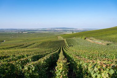Eylül 'de Montagne de Reims, Verzy ve Verzenay, Champagne, France' da toplanan olgun Pinot şarapları ve meunier üzümleri.