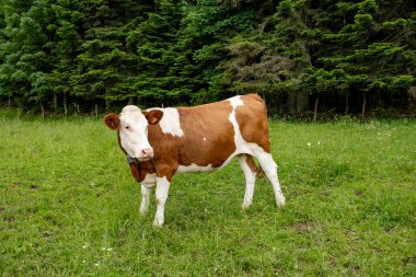 Comte peynirinin Jura, Fransa, Montbeliard veya Fransız sade ineklerinin yaz aylarında yeşil otlaklarda otlamaları ve üretimi ve yaşlanması