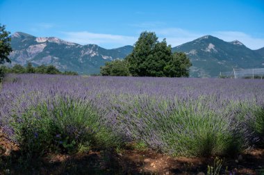 Sisteron, Fransa 'dan ayrılan Alpes-de-Haute-Provence yakınlarındaki lavanta çiçekleri, yaz aromalı çiçekler.