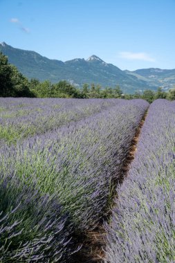 Sisteron, Fransa 'dan ayrılan Alpes-de-Haute-Provence yakınlarındaki lavanta çiçekleri, yaz aromalı çiçekler.