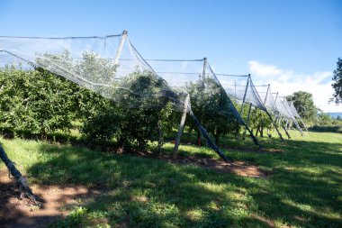 Young green Alpes de Haute-Durance apples growing on apple trees on organic fruit orchards near Sisteron, in Alpes-de-Haute-Provence, France clipart