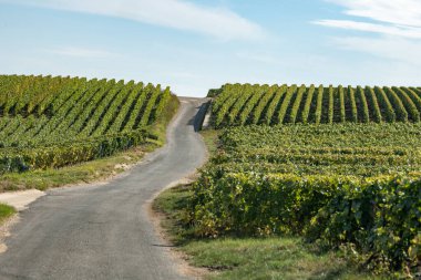 Oger ve Mesnil-sur-Oger yakınlarındaki yeşil büyük Cru üzüm bağlarında hasat zamanı, Fransa Şampanya Bölgesi. Cote des Blanc 'ın kireçli topraklarında beyaz şarap üzümü yetiştiriyorum.