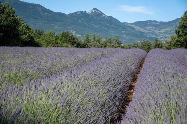 Sisteron, Fransa 'dan ayrılan Alpes-de-Haute-Provence yakınlarındaki lavanta çiçekleri, yaz aromalı çiçekler.