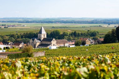 Oger ve Mesnil-sur-Oger yakınlarındaki yeşil büyük Cru üzüm bağlarında hasat zamanı, Fransa Şampanya Bölgesi. Cote des Blanc 'ın kireçli topraklarında beyaz şarap üzümü yetiştiriyorum.