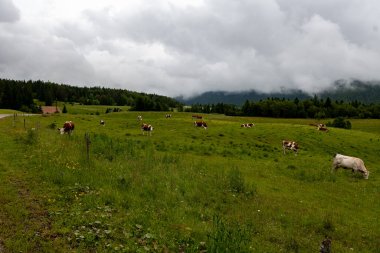 Producing and aging of wheels of Comte cheese in Jura, France, Montbeliards or French Simmental cows herd grazing grass on green pasture in summer months clipart