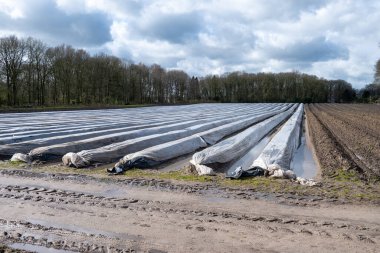 Hollanda 'da yeni beyaz kuşkonmaz hasadı, Brabant' ta tarım tarlası, sıralar siyah plastik film ile kaplı.