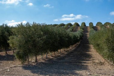 Olgun siyah zeytinli birçok zeytin ağacı Cordoba, İspanya yakınlarındaki Endülüs 'teki tarlalarda yetişiyor, zeytin yağı üretimi