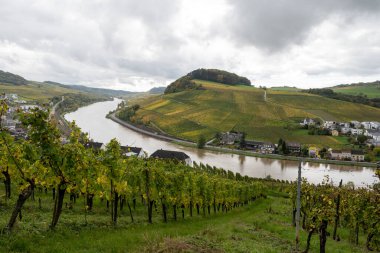 Nittel, Rhineland-Palatinate, Almanya çevresindeki teraslı üzüm bağlarının panoramik manzarası ve sonbaharda Grevenmacher yakınlarındaki Lüksemburg 'un üzüm bağlarındaki Moselle Nehri boyunca manzarası