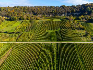 Nittel, Rhineland-Palatinate, Almanya çevresindeki teraslı üzüm bağlarının ve sonbaharda Grevenmacher yakınlarındaki Lüksemburg 'un üzüm bağı tepelerindeki Moselle Nehri' nin manzarası.