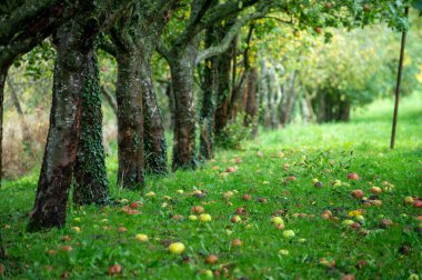 Hollanda, Betuwe, Gelderland 'in meyve bölgelerinde elma, elma ağaçları, elstar, jonagold, olgun elma, Hollanda' da tarım,