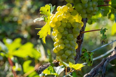 Olgun beyaz Chardonnay şarap üzümleri hasat için hazır. Ludes, Val de Livre, Champagne, France çevresindeki yeşil ve Grand Cru üzüm bağlarının manzarası.