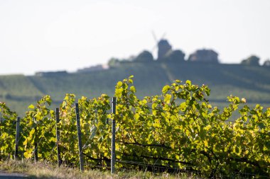 Eylül 'de Moulin de Verzenay yakınlarındaki büyük cru Champagne üzüm bağları, Montagne de Reims yakınlarındaki Pinot noir üzüm fabrikaları, Verzy ve Verzenay, Champagne, France, Hasat