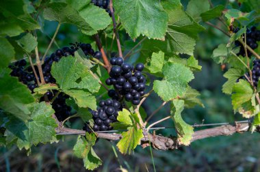 Ripe clusters of black pinot meunier or purple pinot noir grapes at autuimn on champagne vineyards during harvest in September near Ludes in Val de Livre, Champange, France clipart