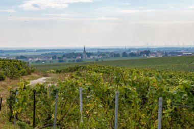 Cramant ve Avize yakınlarındaki Grand Cru üzüm bağları ile manzara, bölge Champagne, Fransa. Beyaz Chardonnay şarabının yetiştirilmesi ve hasat edilmesi Cote des Blancs 'ın kireçli topraklarında üzümdür.