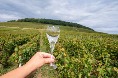 Cote des Blancs, Cramant and Avize, Champagne, France, Hand ve bir bardak şampanya eşliğinde güneşli üzüm bağlarında büyük cru köpüklü beyaz şarap tatmak.