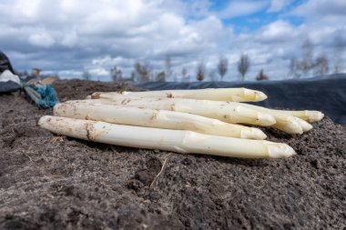Hollanda 'da yeni beyaz kuşkonmaz hasadı, Brabant' ta tarım tarlası, siyah plastik film sıraları, organik kuşkonmaz sebzeleri.