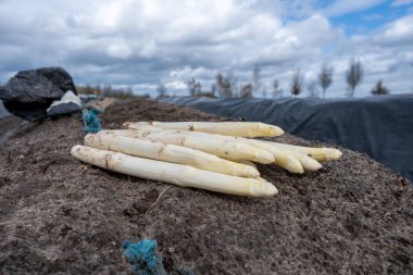 Hollanda 'da yeni beyaz kuşkonmaz hasadı, Brabant' ta tarım tarlası, siyah plastik film sıraları, organik kuşkonmaz sebzeleri.