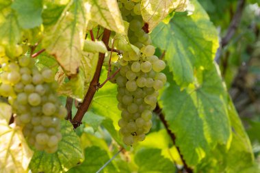 Cote des Blancs 'ın kireçli topraklarında yetişen olgun şarap üzümleri Oger ve Mesnil-sur-Oger yakınlarındaki Grand Cru üzüm bağlarında hasat ediliyor.