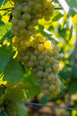 Olgun beyaz Chardonnay şarap üzümleri hasat için hazır. Ludes, Val de Livre, Champagne, France çevresindeki yeşil ve Grand Cru üzüm bağlarının manzarası.