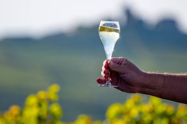 Şampanyayı tadarken cam içinde şampanya yudumlarken. Moulin de Verzenay yakınlarındaki şampanya bağlarında. Montagne de Reims Verzy ve Verzenay yakınlarındaki.