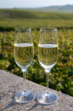 Şampanyayı tatmak, köpüklü köpüklü yeşil şarap Ludes, Louvois, Val de Livre, Champagne, Fransa yakınlarındaki yeşil üzüm bağlarında güneşli bir günde