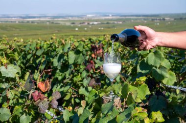 Tasting of premier cru sparkling brut white wine champagne on sunny piot noir vineyards near Ludes during harvest time, Champagne, France, pouring of french wine in glass clipart