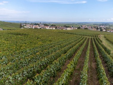 Oger ve Mesnil-sur-Oger yakınlarındaki yeşil büyük Cru üzüm bağlarında hasat zamanı, Fransa Şampanya Bölgesi. Cote des Blanc 'ın kireçli topraklarında beyaz şarap üzümü yetiştiriyorum.
