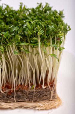 Sağlıklı yiyecekler, taze lahanalar yeşil tereli otlar salata bitkileri tüketime ve yemek dekorasyonuna hazır.