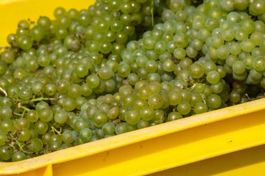 Olgun şarap üzümleriyle dolu kutular, Cote des Blancs 'ın kireçli topraklarında yetişen, Oger ve Mesnil-sur-Oger yakınlarındaki yeşil büyük Cru üzüm bağlarında hasat edilen, şampanya, Fransa