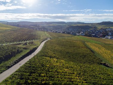 Nittel, Rhineland-Palatinate, Almanya çevresindeki teraslı üzüm bağlarının ve Machtum, Lüksemburg 'daki üzüm bağlarının sonbaharda Moselle Nehri boyunca uzanan manzarası.