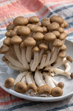 Fresh brown shimeji edible mushrooms native to East Asia, buna-shimeji is widely cultivated and rich in umami tasting compounds clipart