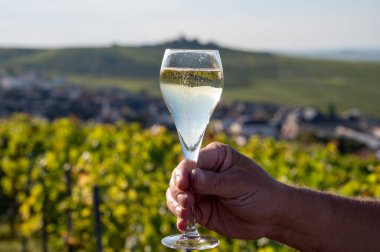 Şampanyayı tadarken cam içinde şampanya yudumlarken. Moulin de Verzenay yakınlarındaki şampanya bağlarında. Montagne de Reims Verzy ve Verzenay yakınlarındaki.