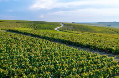 Eylül 'de Lal de Livre, Champagne, Fransa' da yeşil başbakan ve Grand Cru üzüm bağları, Pinot noir ve meunier üzümleri, sıralanmış üzüm bağları,