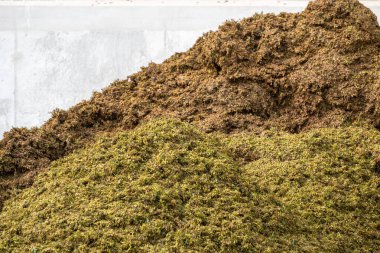 Şarap makinesi şarap, şarap, şarap, şampanya, köpüklü şarap üretimi, Grand Cru köylerinde Oger ve Mesnil-sur-Oger, şampanya, Fransa