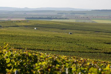 Eylül 'de Moulin de Verzenay yakınlarındaki büyük cru Champagne üzüm bağları, Montagne de Reims yakınlarındaki Pinot noir üzüm fabrikaları, Verzy ve Verzenay, Champagne, France, Hasat