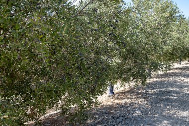 Olgun siyah zeytinli birçok zeytin ağacı Cordoba, İspanya yakınlarındaki Endülüs 'teki tarlalarda yetişiyor, zeytin yağı üretimi