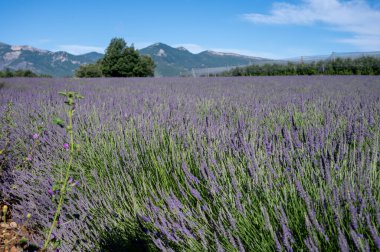 Sisteron, Fransa 'dan ayrılan Alpes-de-Haute-Provence yakınlarındaki lavanta çiçekleri, yaz aromalı çiçekler.