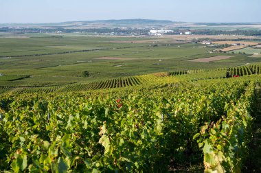 Eylül 'de Montagne de Reims, Verzy ve Verzenay, Champagne, France' da toplanan olgun Pinot şarapları ve meunier üzümleri.
