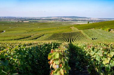 Eylül 'de Montagne de Reims, Verzy ve Verzenay, Champagne, France' da toplanan olgun Pinot şarapları ve meunier üzümleri.