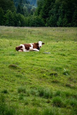 Producing and aging of wheels of Comte cheese in Jura, France, Montbeliards or French Simmental cows herd grazing grass on green pasture in summer months clipart