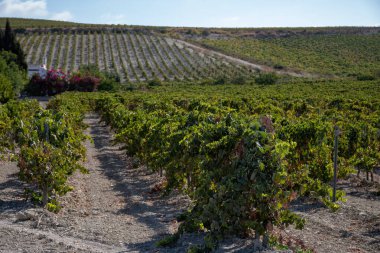 Landscape with famous sherry wines grape vineyards in Andalusia, Spain, sweet pedro ximenez or muscat, or palomino grape plants, used for production of jerez, sherry sweet, brandy and dry wines clipart