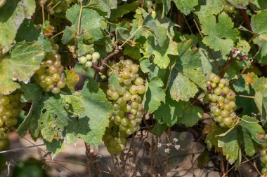 Cote des Blancs 'ın kireçli topraklarında yetişen olgun şarap üzümleri Oger ve Mesnil-sur-Oger yakınlarındaki Grand Cru üzüm bağlarında hasat ediliyor.