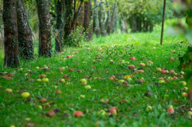 Hollanda, Betuwe, Gelderland 'in meyve bölgelerinde elma, elma ağaçları, elstar, jonagold, olgun elma, Hollanda' da tarım,