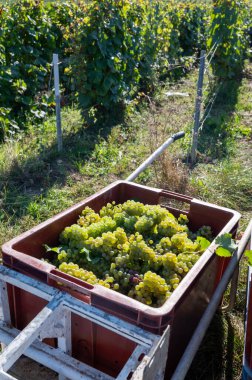 Plastik kutularda olgun beyaz şarap üzümleri. Yeşil başbakanın hasat zamanı, Ludes, Val de Livre, Champagne bölgesi, Fransa civarındaki Grand Cru üzüm bağları.
