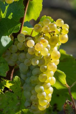 Olgun beyaz Chardonnay şarap üzümleri hasat için hazır. Ludes, Val de Livre, Champagne, France çevresindeki yeşil ve Grand Cru üzüm bağlarının manzarası.