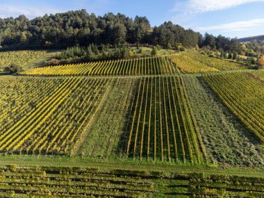 Nittel, Rhineland-Palatinate, Almanya çevresindeki teraslı üzüm bağlarının ve Machtum, Lüksemburg 'daki üzüm bağlarının sonbaharda Moselle Nehri boyunca uzanan manzarası.