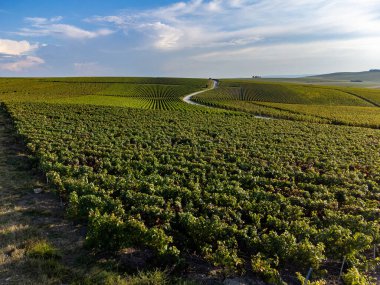 Eylül 'de Lal de Livre, Champagne, Fransa' da yeşil başbakan ve Grand Cru üzüm bağları, Pinot noir ve meunier üzümleri, sıralanmış üzüm bağları,