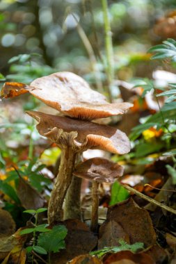 Mullerthal 'in yabani mantarları, Lüksemburg' un Küçük İsviçre 'si yürüyüş yolları boyunca, kaya oluşumları, yosun kaplı ormanlar, Avrupa' da turizm beldesi